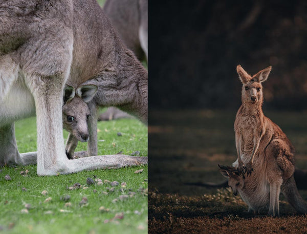 Kangaroo and joey