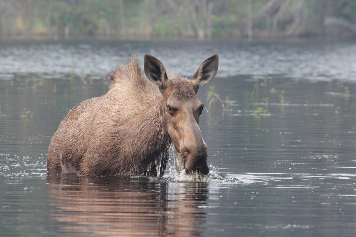 arctic moose swimming