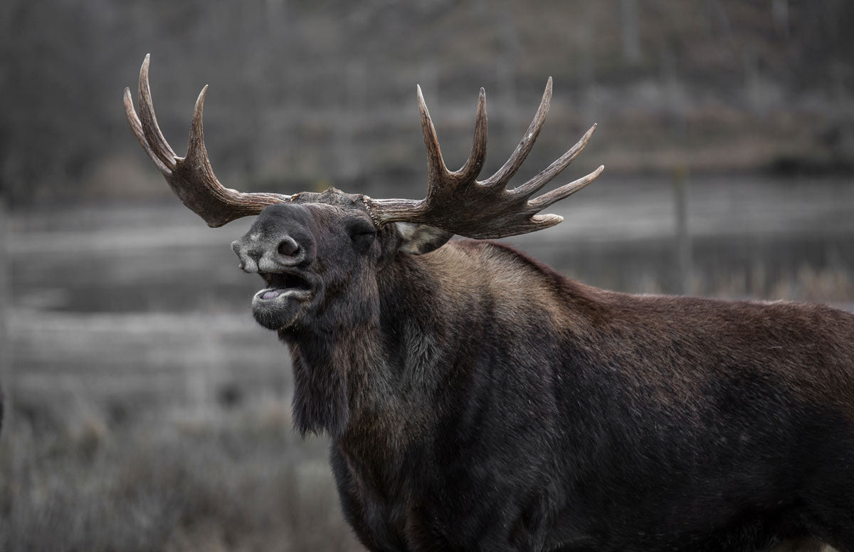 Arctic moose