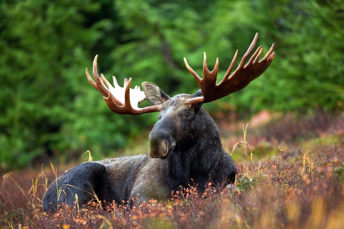 arctic moose