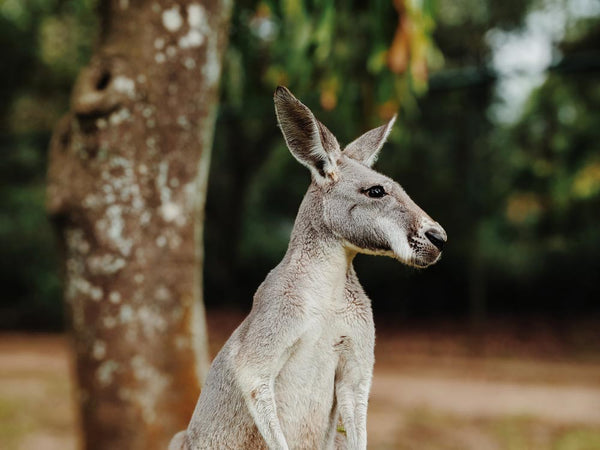 Grey Kangaroo