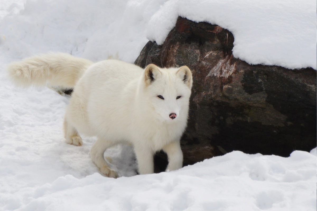 Arctic fox dens