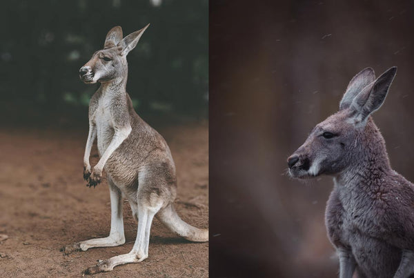 Types of kangaroos