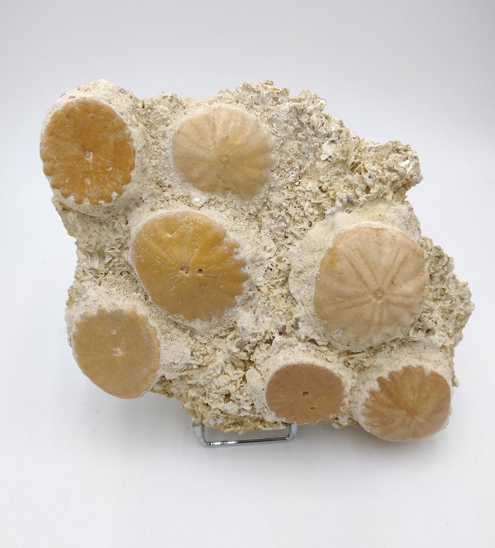 Oursins fossiles fixés sur gangue sédimentaire - Heliophora orbiculus