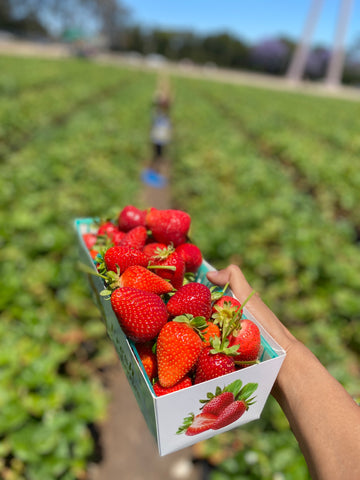 Fresh Strawberries picked directly from the farm.