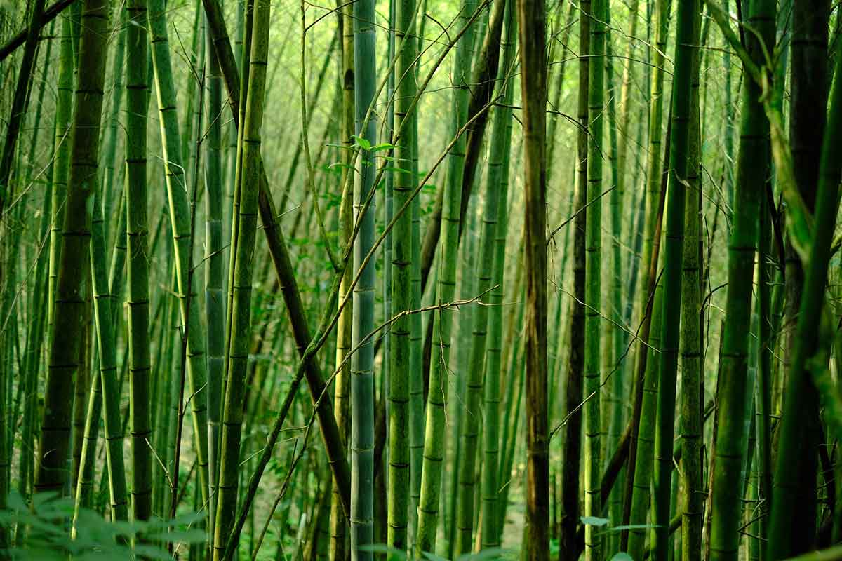 Bambus nachhaltig