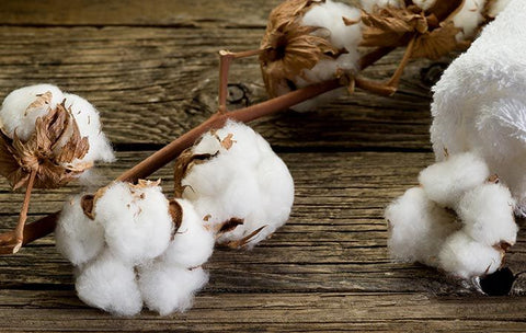 Sea Island Cotton Bolls