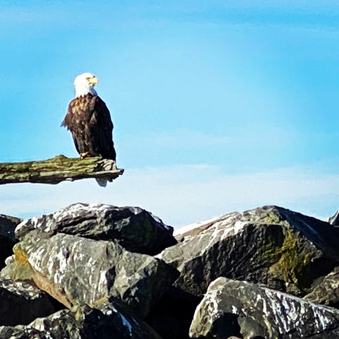 A bald eagle sitting on a log at the port of Edmonds