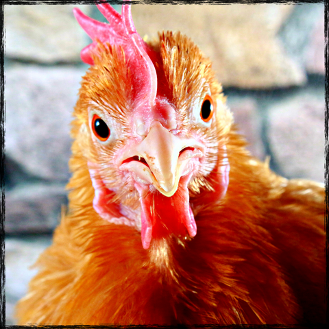 A brown hen with red comb and beak staring straight into the camera 