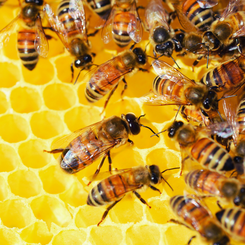 Honeybees crawling on a bright yellow honeycomb