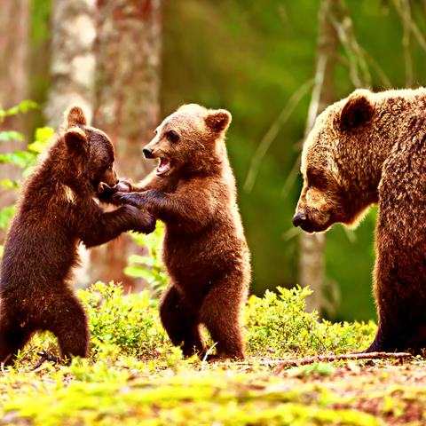 Two brown bears standing and playing in a forest while a mother looks on from the side
