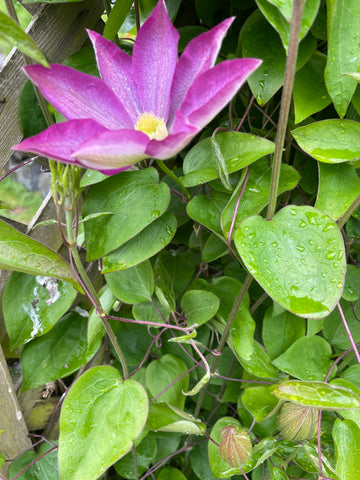 Clematis bloom in WA on may 14th 2022