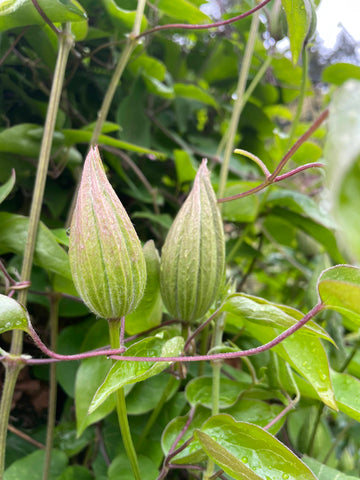 clematis buds about to bloom