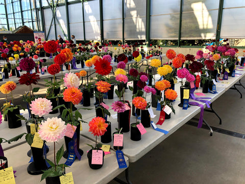 dahlia flowers at the 2021 annual show