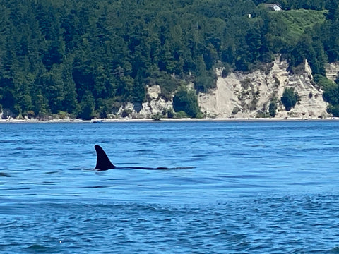 Orca fin looming above the water on Puget Sound near Port Susan