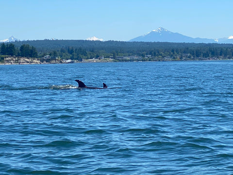 orca fins above the water of puget sound with cascade mountains in the distance