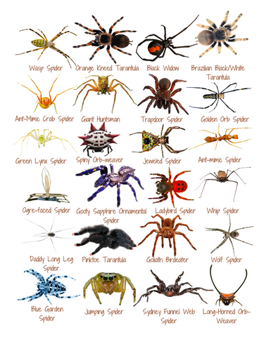 24 unique spiders