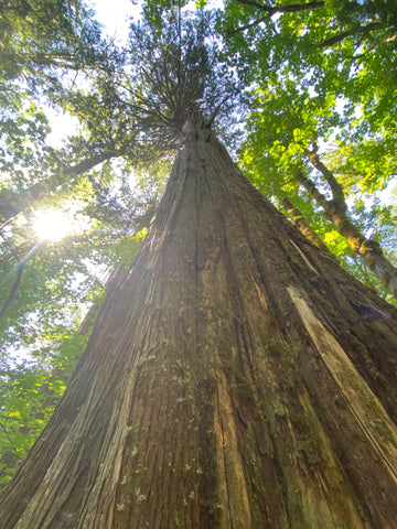 big red western cedar at trail of the cedars