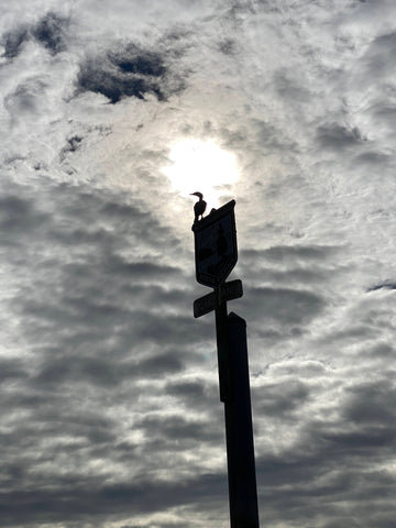 bird on pole in puget sound near blake island on a cloudy day