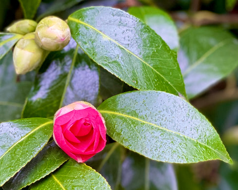 backyard-camelia-bloom-garden