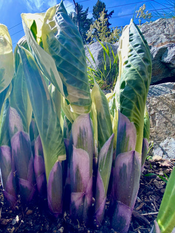 hosta-sprouting