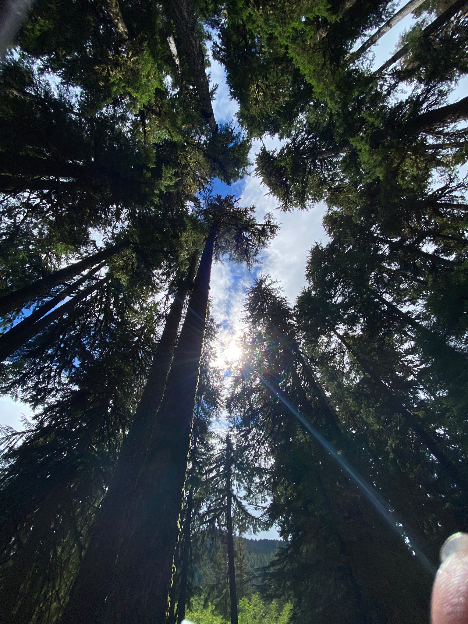 looking up from the forest floor among giant evergreens