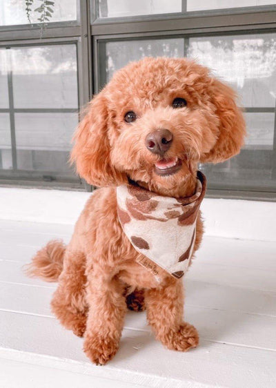 Reversible Dog Bandana - Woof Sniff Paw Print