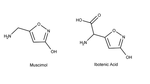 Two chemical structures side-by-side. The chemical Muscimol and Ibotenic Acid.