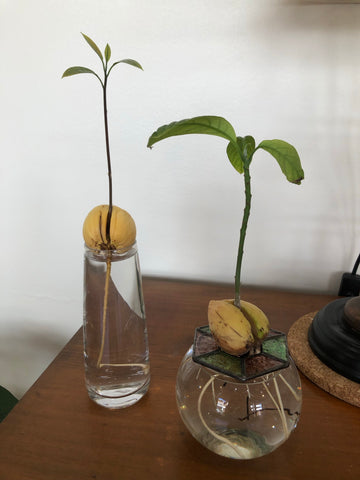 Hydro Avocado indoor plants with leafs