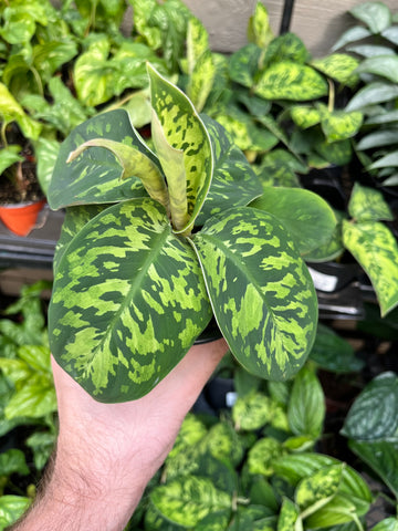 Homalomena Camouflage