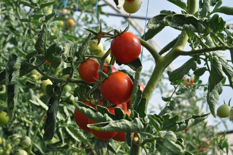 Vine ripen tomatoes