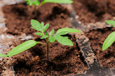 Growing tomato from seeds - tomato seedling