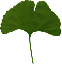 ginko leaf