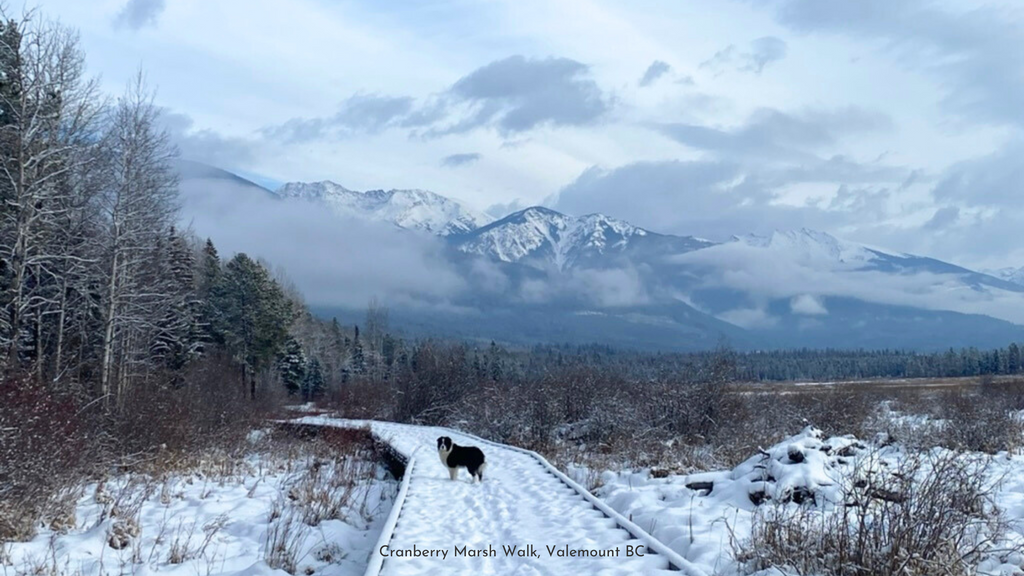 winter walks in Valemount BC