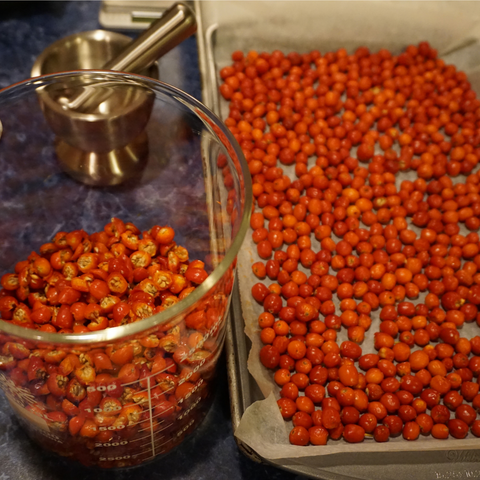 Radiant Rose Hips: How to Harvest, Dry and Use Rosehips ~ Homestead and  Chill