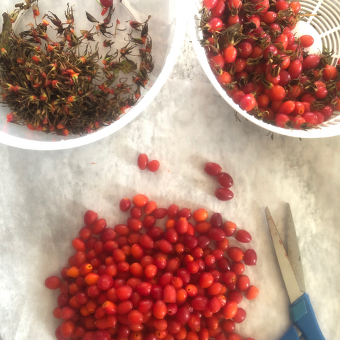 How to harvest and prepare rosehips