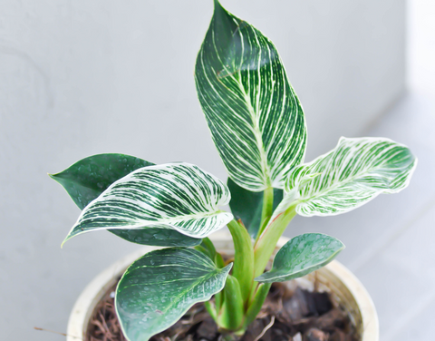 Image of a Philodendron plant