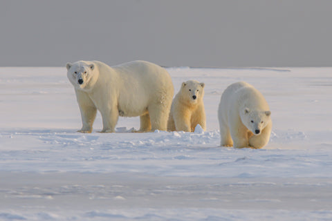 Polar bears in Antarctica