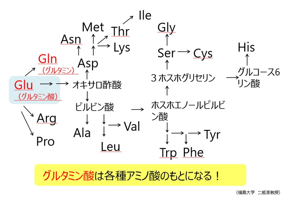 グルタミン酸