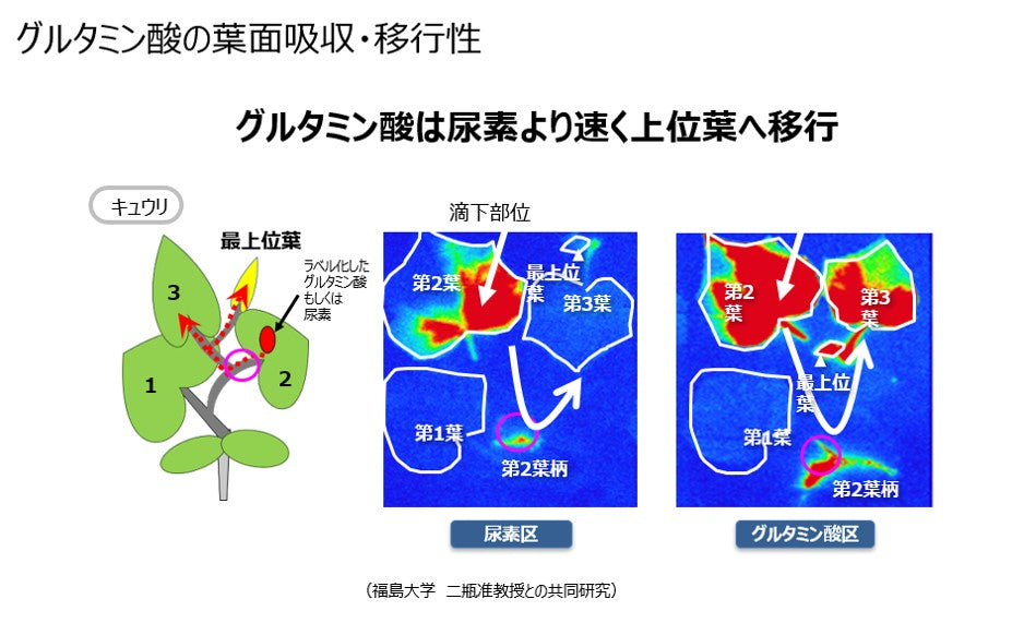 グルタミン酸の葉面吸収・移行性