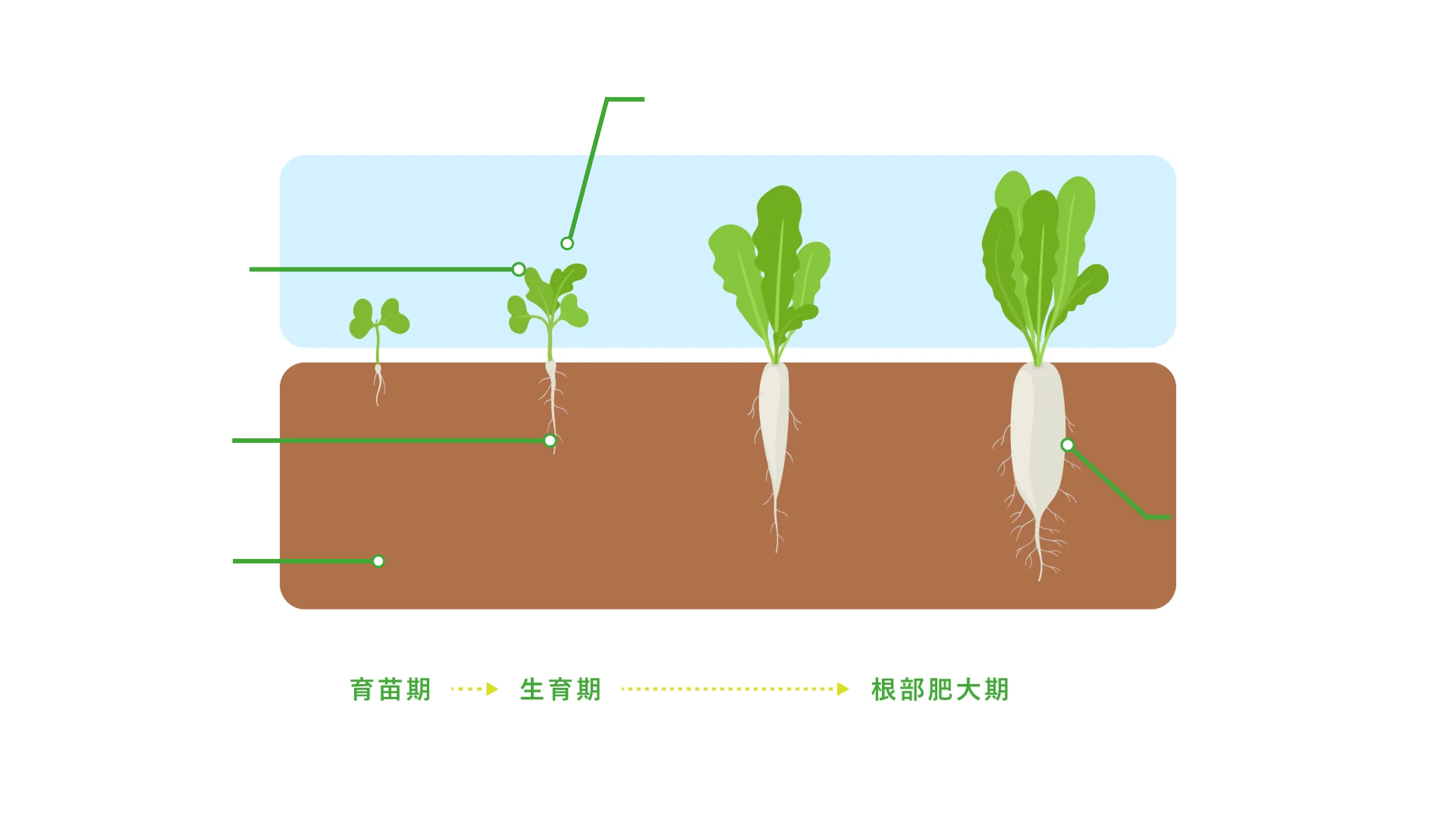 根菜類