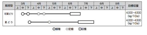 ニンジン栽培時期