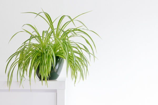 Mise À Plat De La Jeune Plante En Croissance Avec L'icône De La Douche D' arrosage, De L'engrais, Du Thermomètre Et Du Nuage De Pluie Pour Le Concept  De Technologie De Plantation Banque