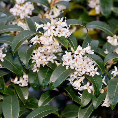 Burkwood Osmanthus- Low Maintenance