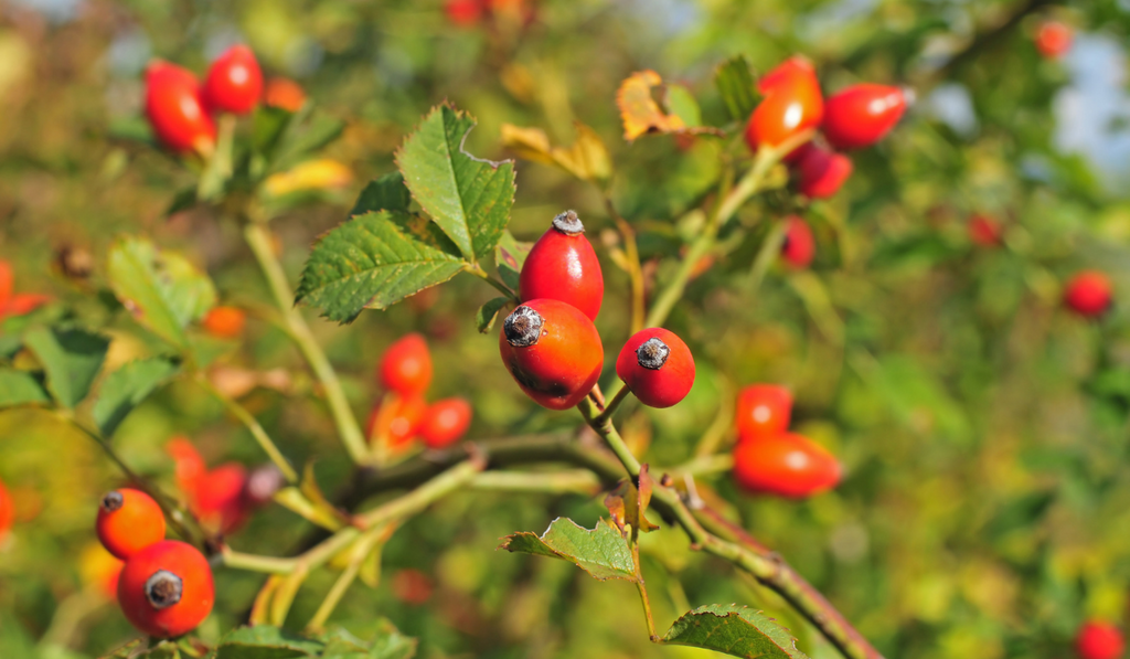 Dog Rose Hips (Rosa Canina)