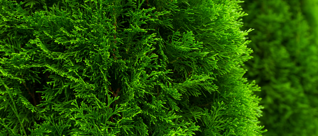 Western red cedar (thuja plicata 'atrovirens')