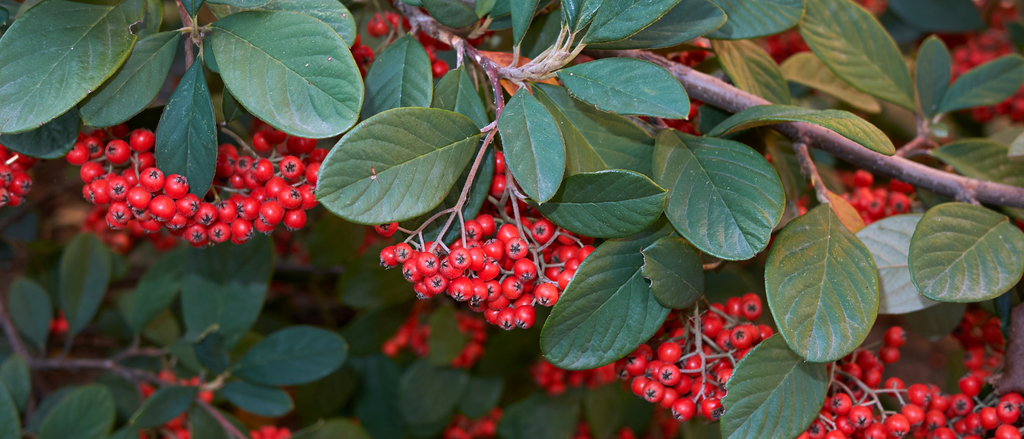 Franchet Cotoneaster (Cotoneaster Franchetii)