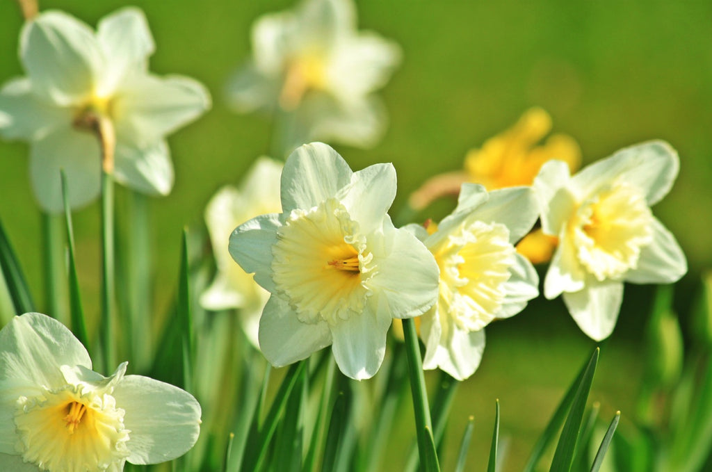 Daffodils