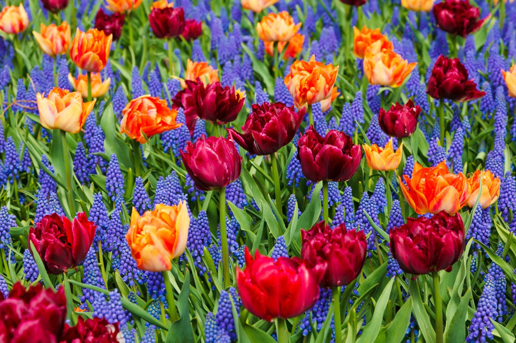 Tulips_Hyacinth_Bulbs