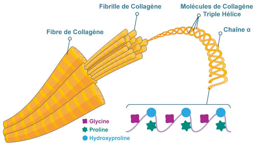 Fibre-de-Collagene.jpg.webp__PID:74bb09f2-9750-49b9-ae4d-4c2f6029975f